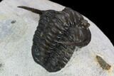 Diademaproetus Trilobite - Ofaten, Morocco #128981-5
